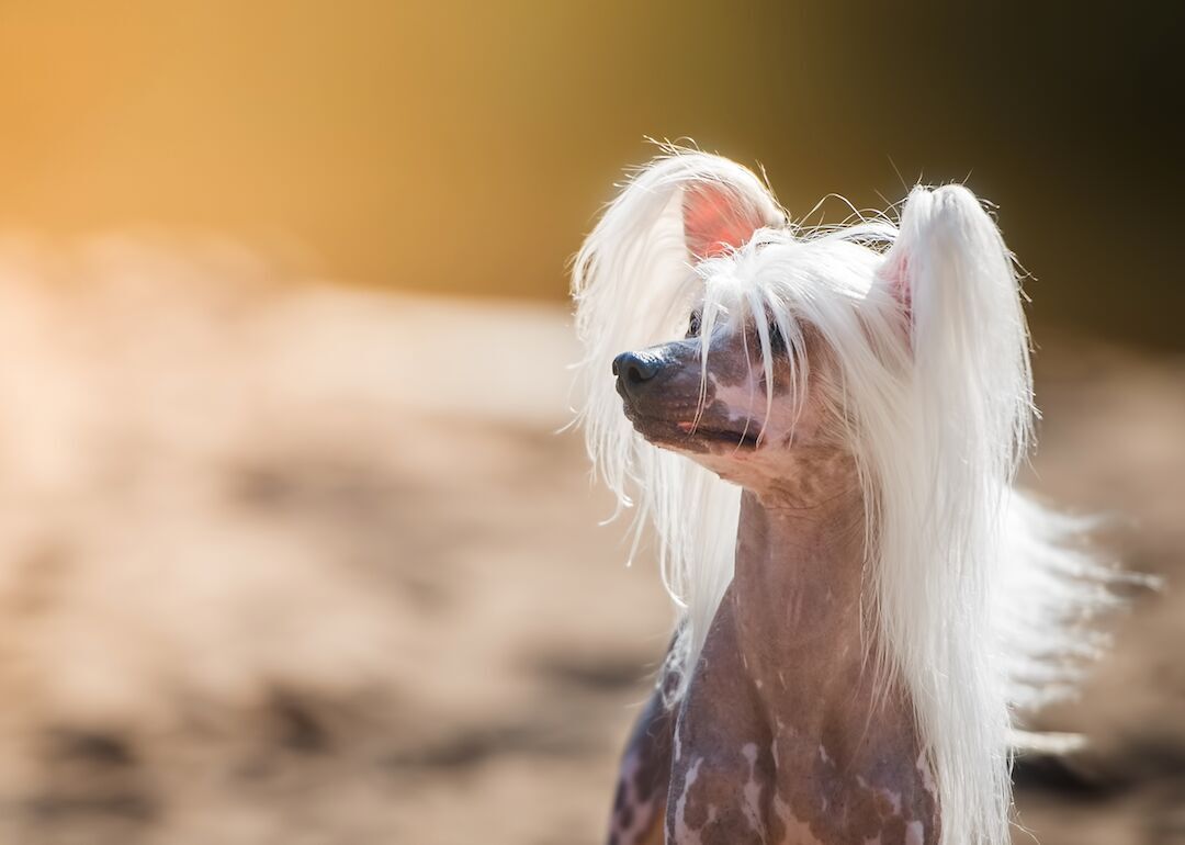 #20. Chinese crested